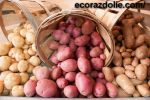 Картофель от производителя урожая 2017 года. фотография
